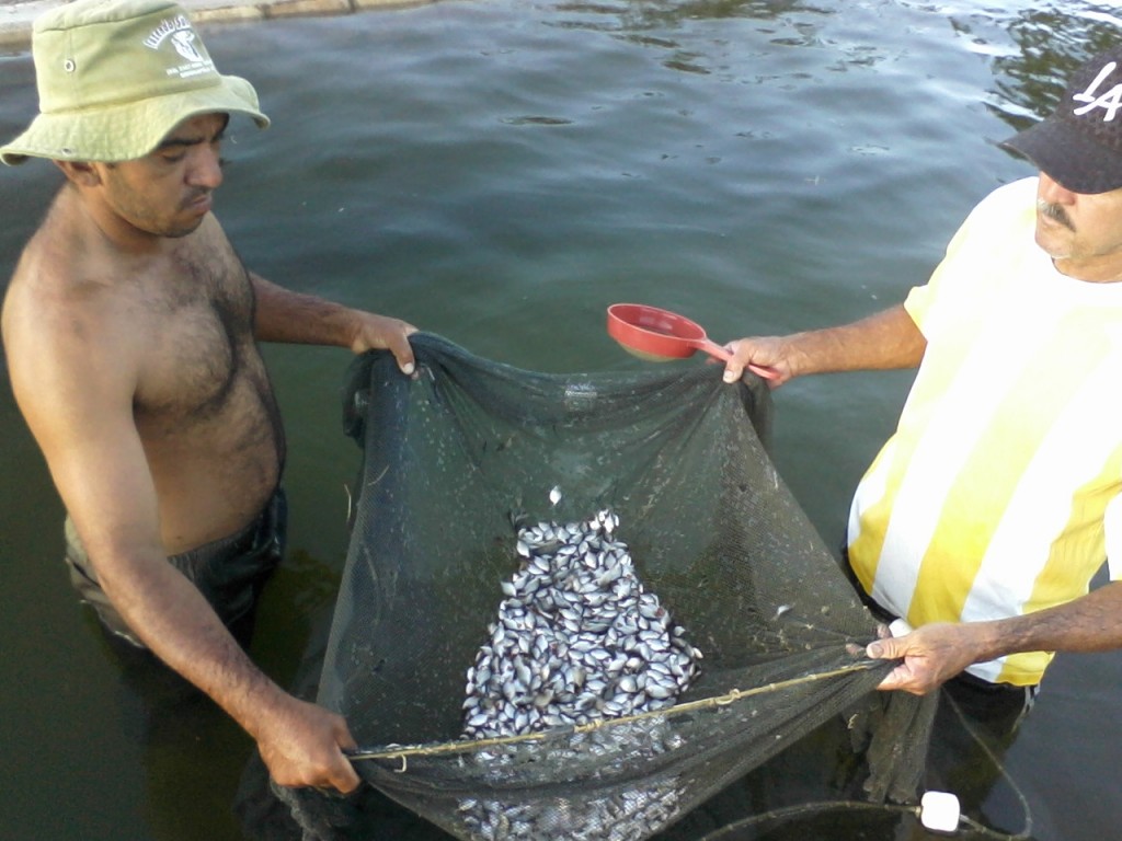peixes