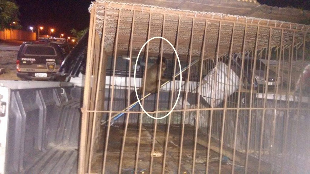 macaco