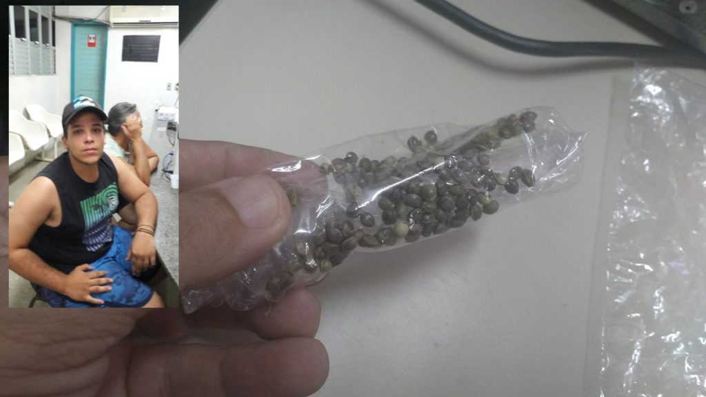 semente-maconha